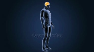 3D beyin annatomy ile