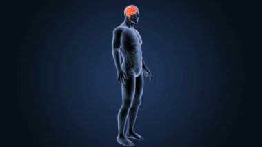 3D beyin annatomy ile