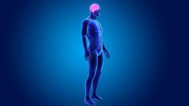 3D beyin annatomy ile