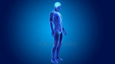 3D beyin annatomy ile