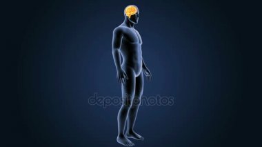 3D beyin annatomy ile