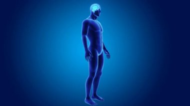 3D beyin annatomy ile