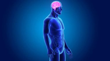 3D beyin annatomy ile