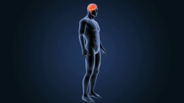 3D beyin annatomy ile