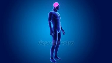 3D beyin annatomy ile