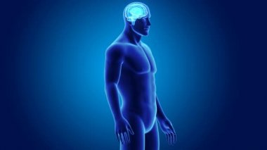 3D beyin annatomy ile