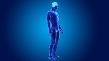 3D beyin annatomy ile