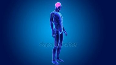 3D beyin annatomy ile