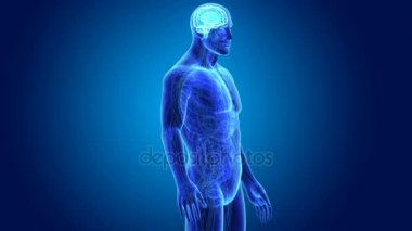 3D beyin annatomy ile