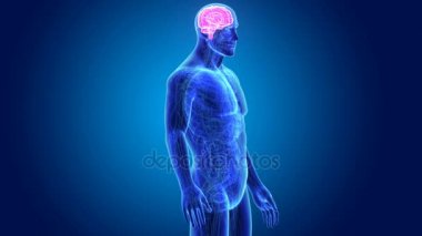 3D beyin annatomy ile