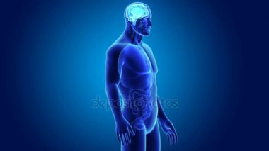 3D beyin annatomy ile