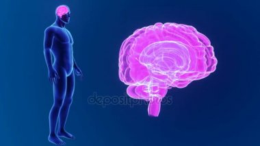 annatomy görüntüleri ile 3D beyin