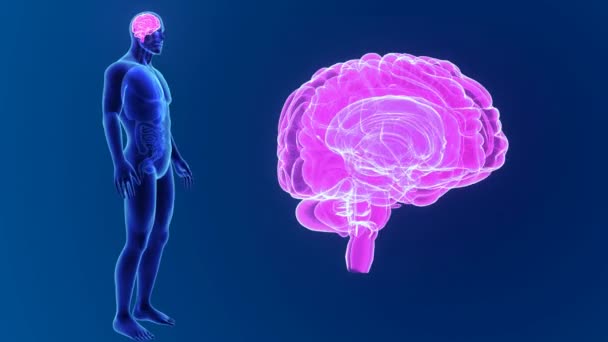 Cerebro 3d con anatomía — Vídeo de stock