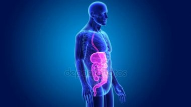 insan sindirim sistemi anatomisi