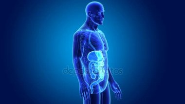 insan sindirim sistemi anatomisi