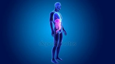 insan sindirim sistemi anatomisi