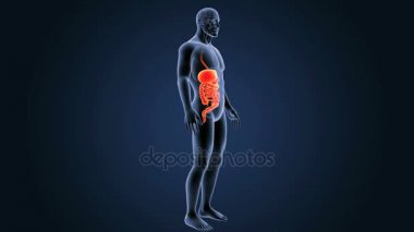 insan sindirim sistemi anatomisi