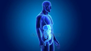 insan sindirim sistemi anatomisi