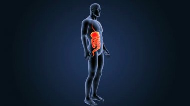insan sindirim sistemi anatomisi