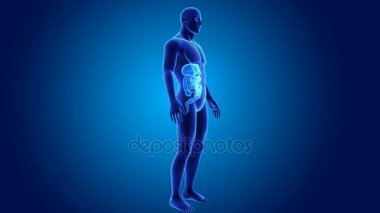 insan sindirim sistemi anatomisi