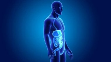 insan sindirim sistemi anatomisi