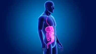 insan sindirim sistemi anatomisi