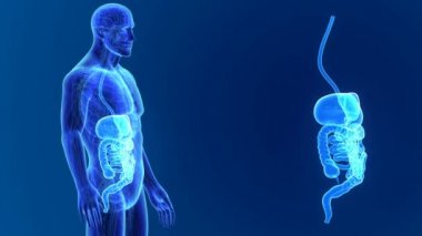 insan sindirim sistemi anatomisi