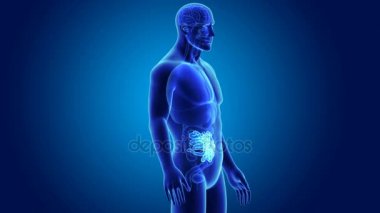 İnce bağırsak organları ile