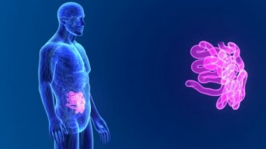 İnce bağırsak organları ile