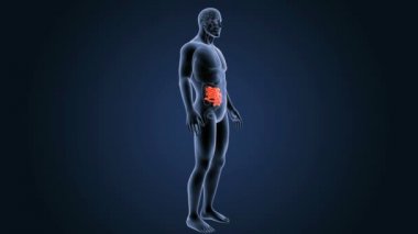 İnce bağırsak organları ile