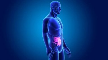 İnce bağırsak organları ile