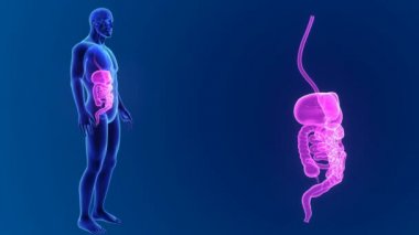 insan sindirim sistemi anatomisi