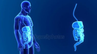 insan sindirim sistemi anatomisi