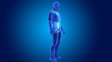 Bağırsak anatomi ile