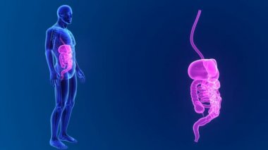insan sindirim sistemi anatomisi