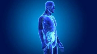 Bağırsak anatomi ile