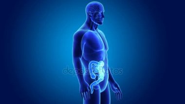 Bağırsak anatomi ile