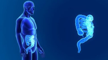 Bağırsak anatomi ile