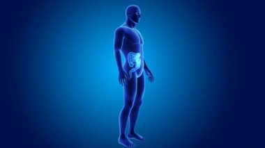 Bağırsak anatomi ile