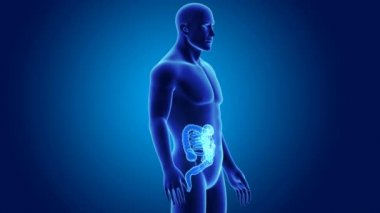 Bağırsak anatomi ile