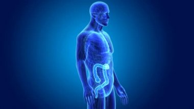 3D kalın bağırsak yakınlaştırma