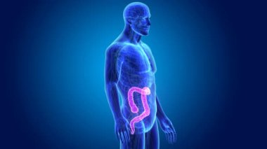 3D kalın bağırsak yakınlaştırma