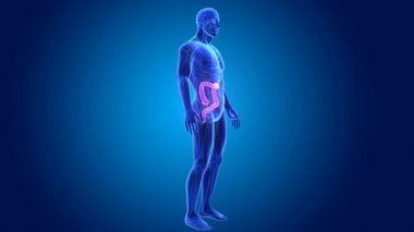 3D kalın bağırsak yakınlaştırma