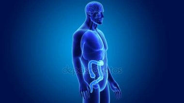 3D kalın bağırsak yakınlaştırma