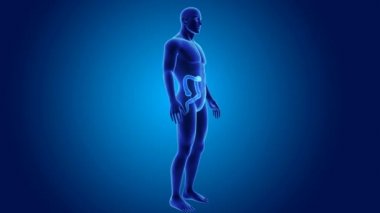 3D kalın bağırsak yakınlaştırma