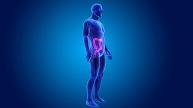 3D kalın bağırsak yakınlaştırma