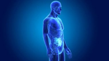 İnce bağırsak organları ile