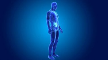 İnce bağırsak organları ile