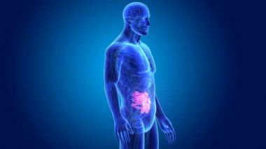 İnce bağırsak organları ile