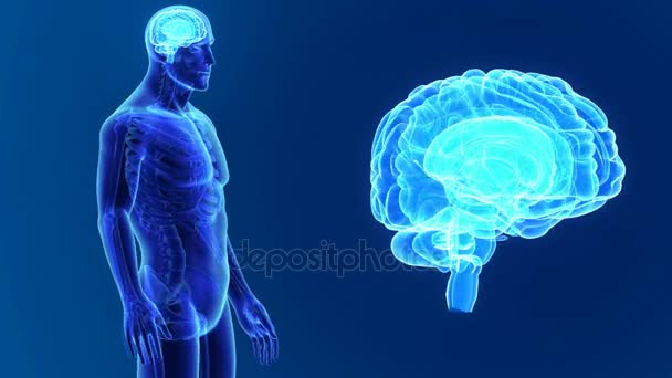 Cerebro 3d con anatomía — Vídeo de stock